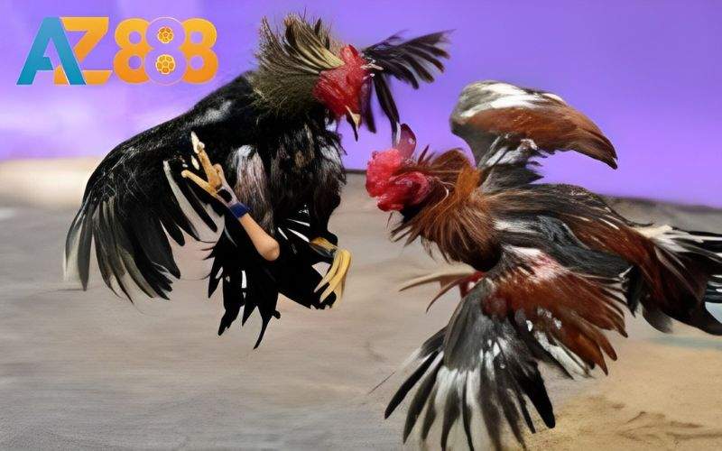 Đá gà cựa sắt là hình thức đá gà mà 2 chiến kê đươc gắn cựa bằng sắt thi đấu với nhau Đá gà cựa sắt là hình thức đá gà mà 2 chiến kê đươc gắn cựa bằng sắt thi đấu với nhau