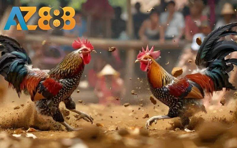 Các ưu điểm nổi bật khi chơi đá gà cựa sắt tại AZ888 Các ưu điểm nổi bật khi chơi đá gà cựa sắt tại AZ888