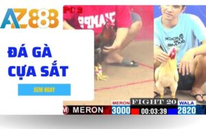 Da Ga Cua Sat Hinh Thuc Ca Cuoc Duoc Ua Chuong Nhat Tai Da Ga AZ888 1