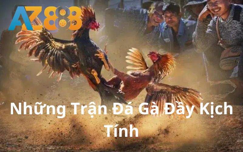 Những trận đá gà đầy kịch tính và hấp dẫn Những trận đá gà đầy kịch tính và hấp dẫn