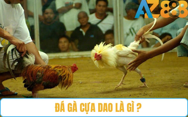 Đá gà cựa dao là gì?
