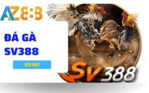 Đá Gà SV388 Là Gì? Trải Nghiệm Đá Gà Thomo Đỉnh Cao Tại AZ888
